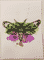 moth-4-2014-poor-quality-photo